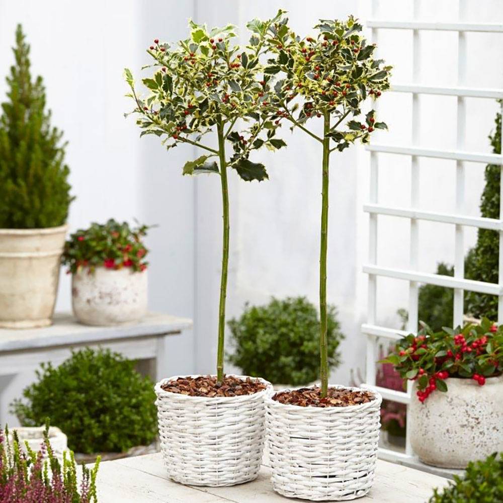 Laur Japonez (Ilex) Argentea Marginata Tip Copacel, vesnic verde, frunze pestrite argintii, fructe rosii decorative, decor iarna