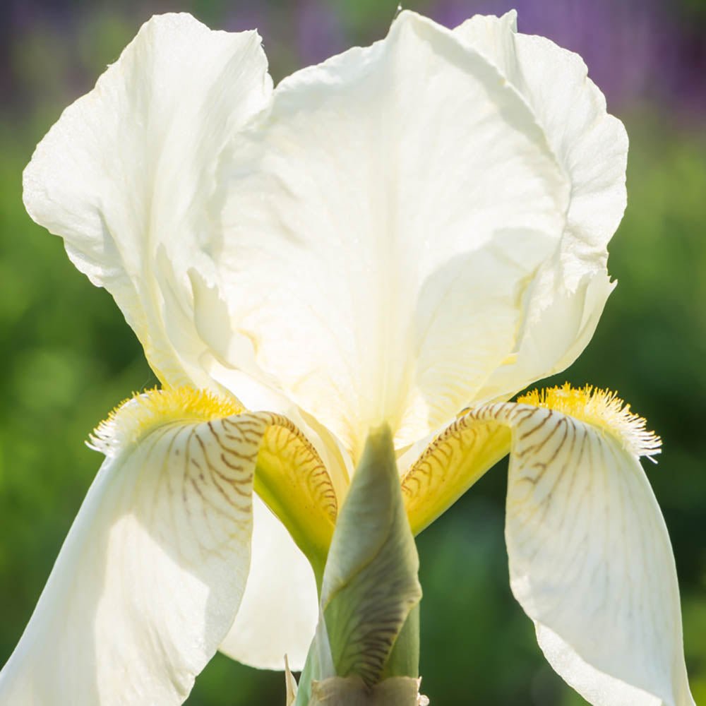 Iris Germanica (Stanjenel) Christmas Angel - Bulb Plantat In Ghiveci