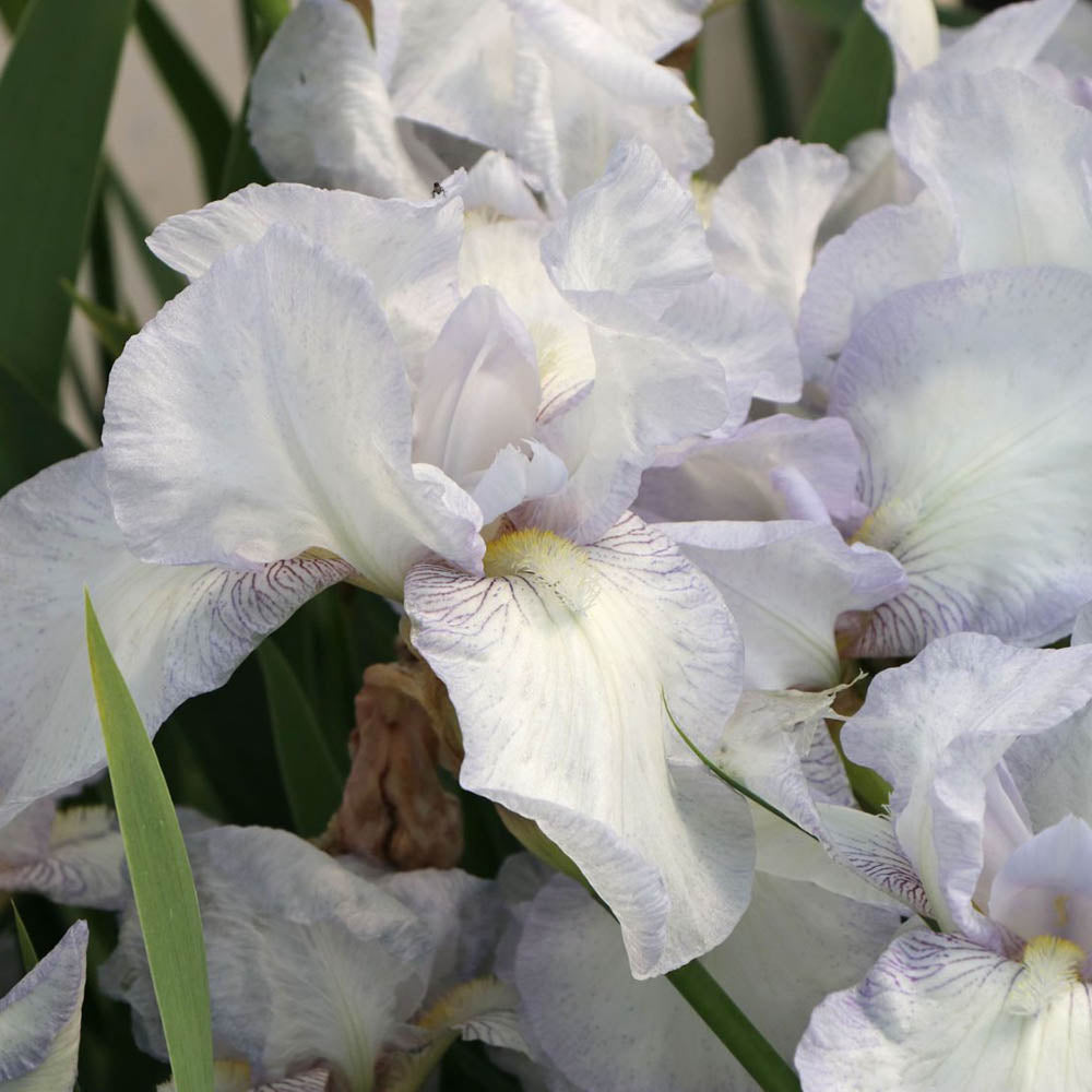 Iris Germanica (Stanjenel) English Cottage - Bulb Plantat In Ghiveci