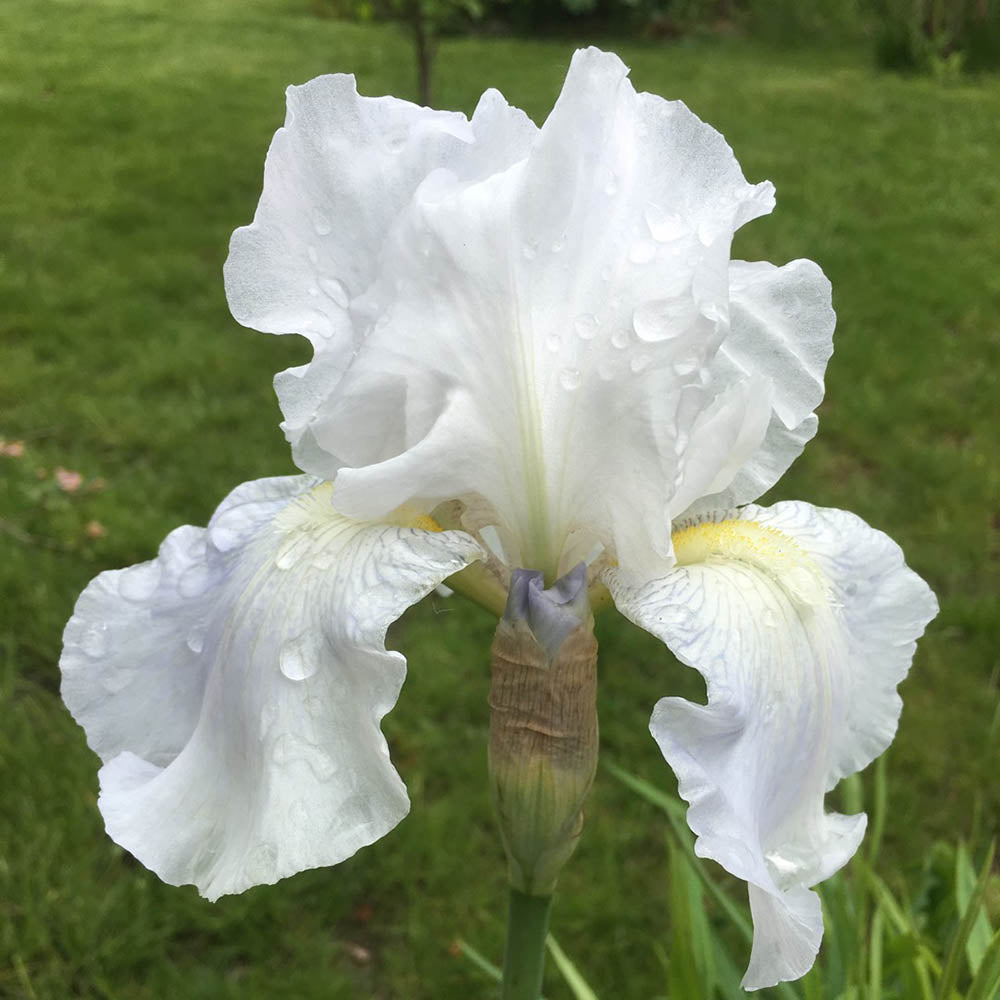 Iris Germanica (Stanjenel) English Cottage - Bulb Plantat In Ghiveci