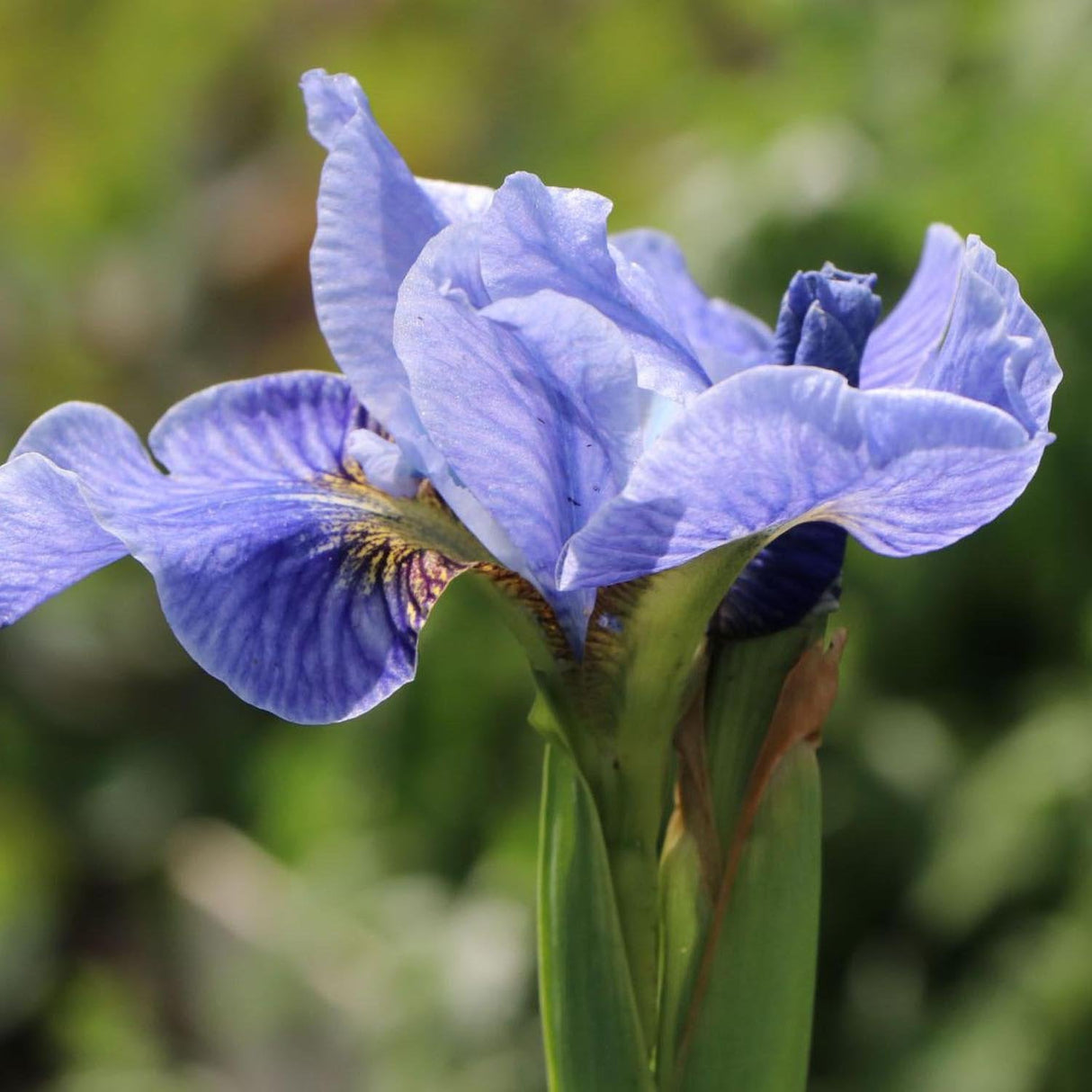 Iris Sibirica (Stanjenel) Cambridge