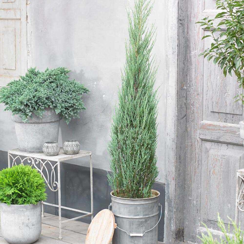 Ienupar columnar albastru de Munte Blue Arrow, conifer albastru decorativ, rezistent la ger, ideal pentru spatii inguste