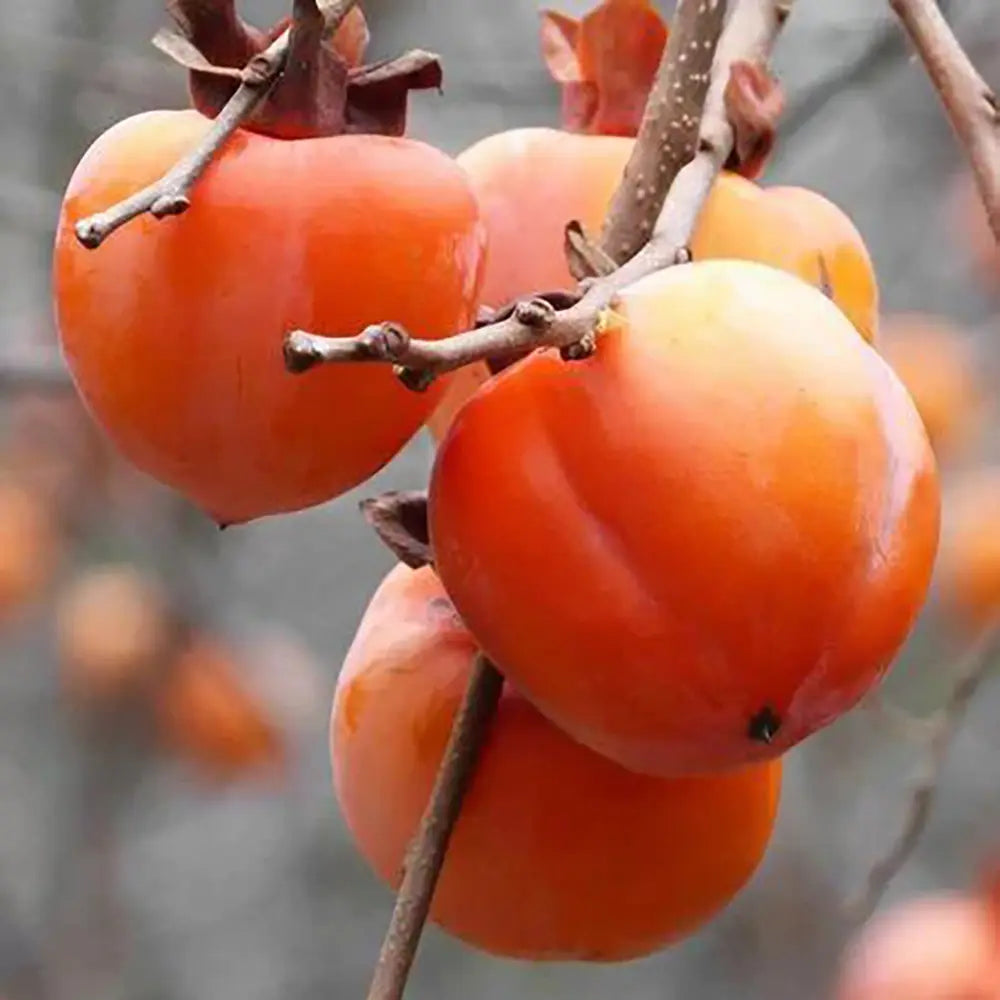 Pom Kaki Mela Hana Fuju (Diospyrus), Curmal Japonez, cu fructe portocaliu, an 2 pe rod