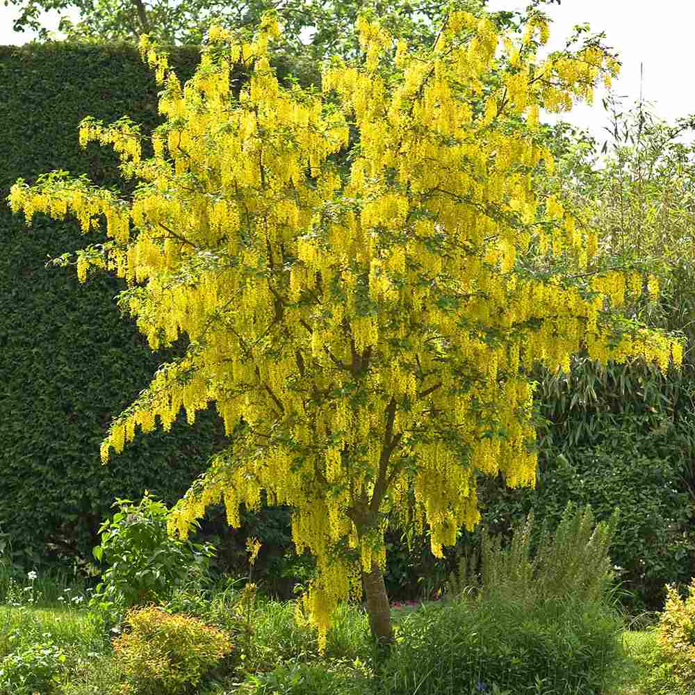 Aranyeső csüngő (Laburnum anagyroides), sárga virágú díszfa