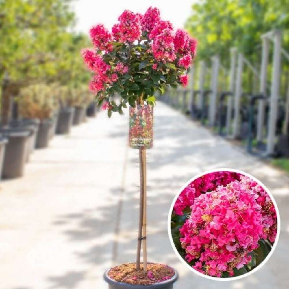 Liliac Indian Copac Coral Magic, copac decorativ cu flori coral-pink, inflorire lunga, rata de crestere rapida