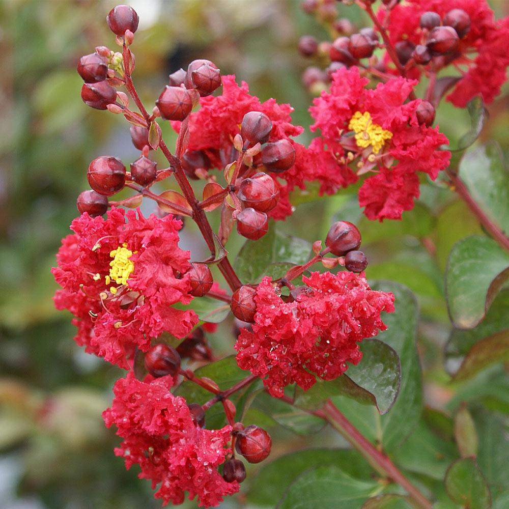 Liliac Indian Copac Enduring Summer Red (Lagerstroemia Indica), copac compact cu flori rosu- intens, inflorire continua