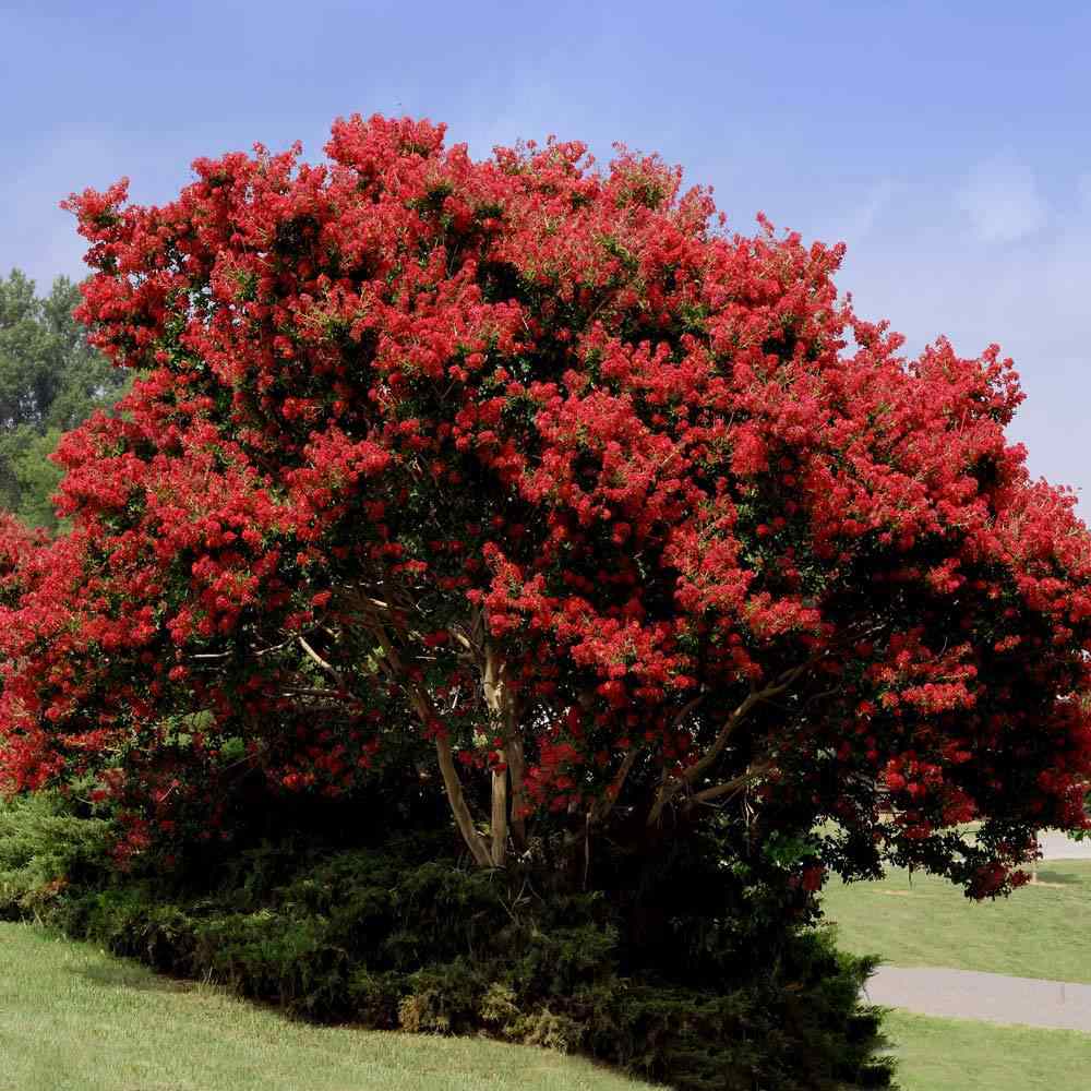 Liliac Indian Tip Copac Best Red, arbore de vara cu flori rosii-scarlet, inflorire lunga