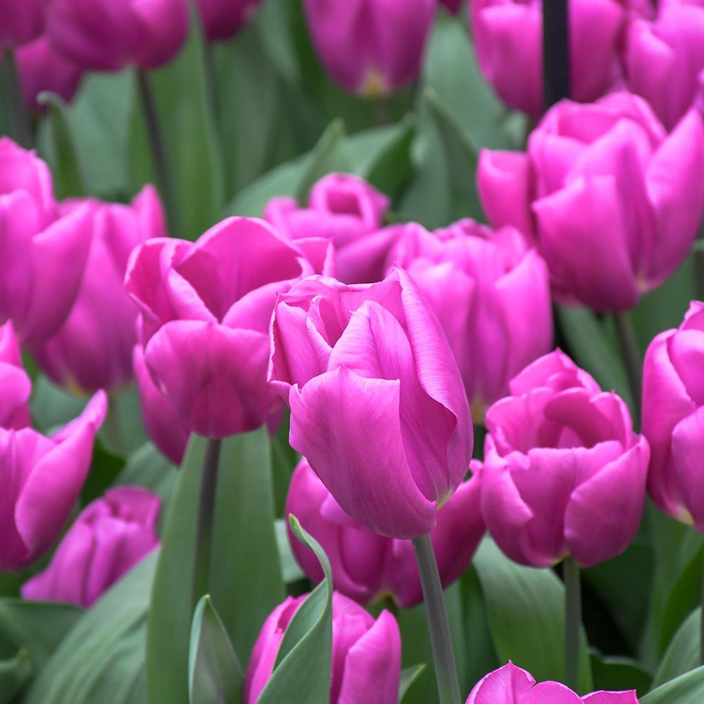 Bulbi Lalele Purple Flag (5 Bucati/Pachet)