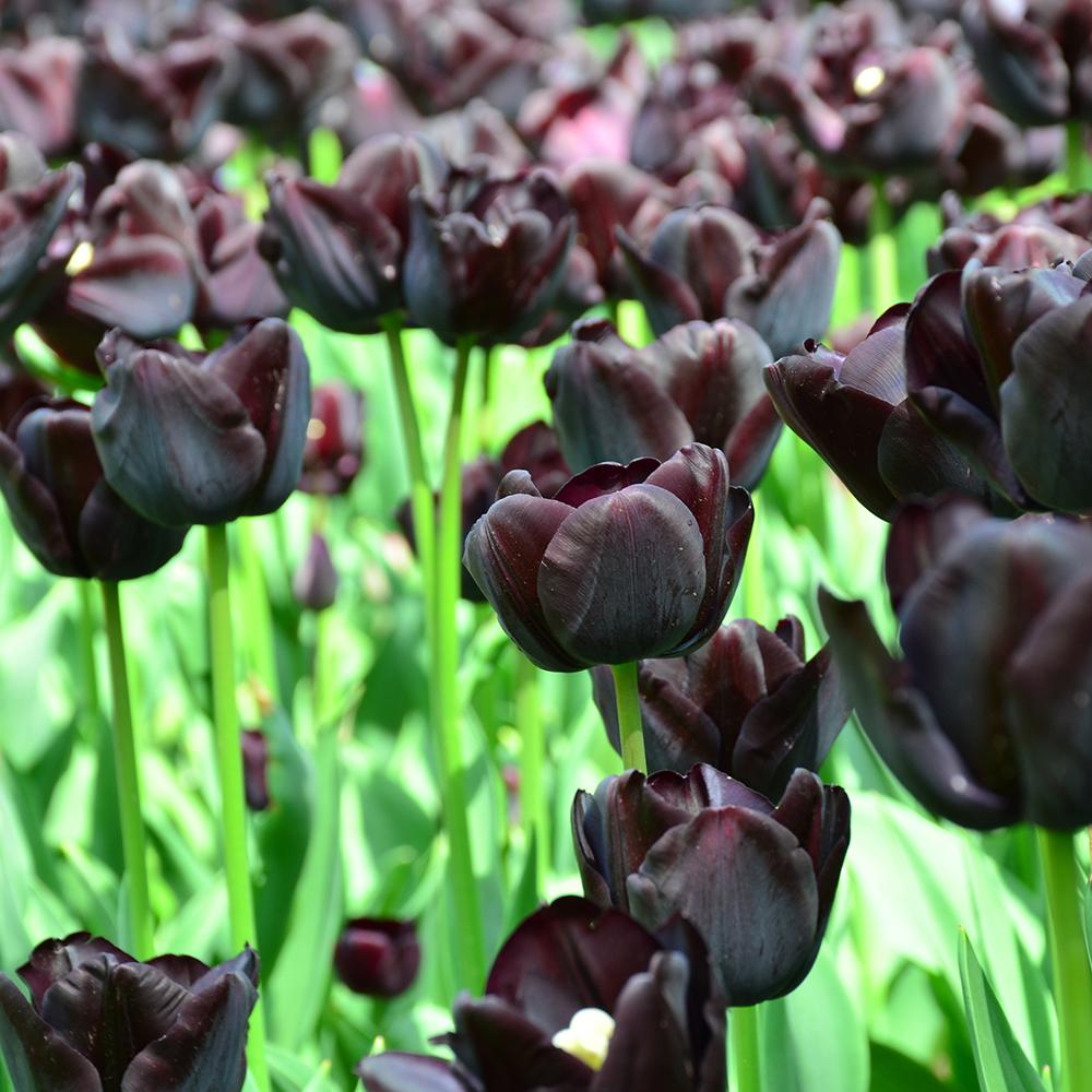 Bulbi Lalele Queen Of Night, cu flori violet inchis, set de 7 bulbi