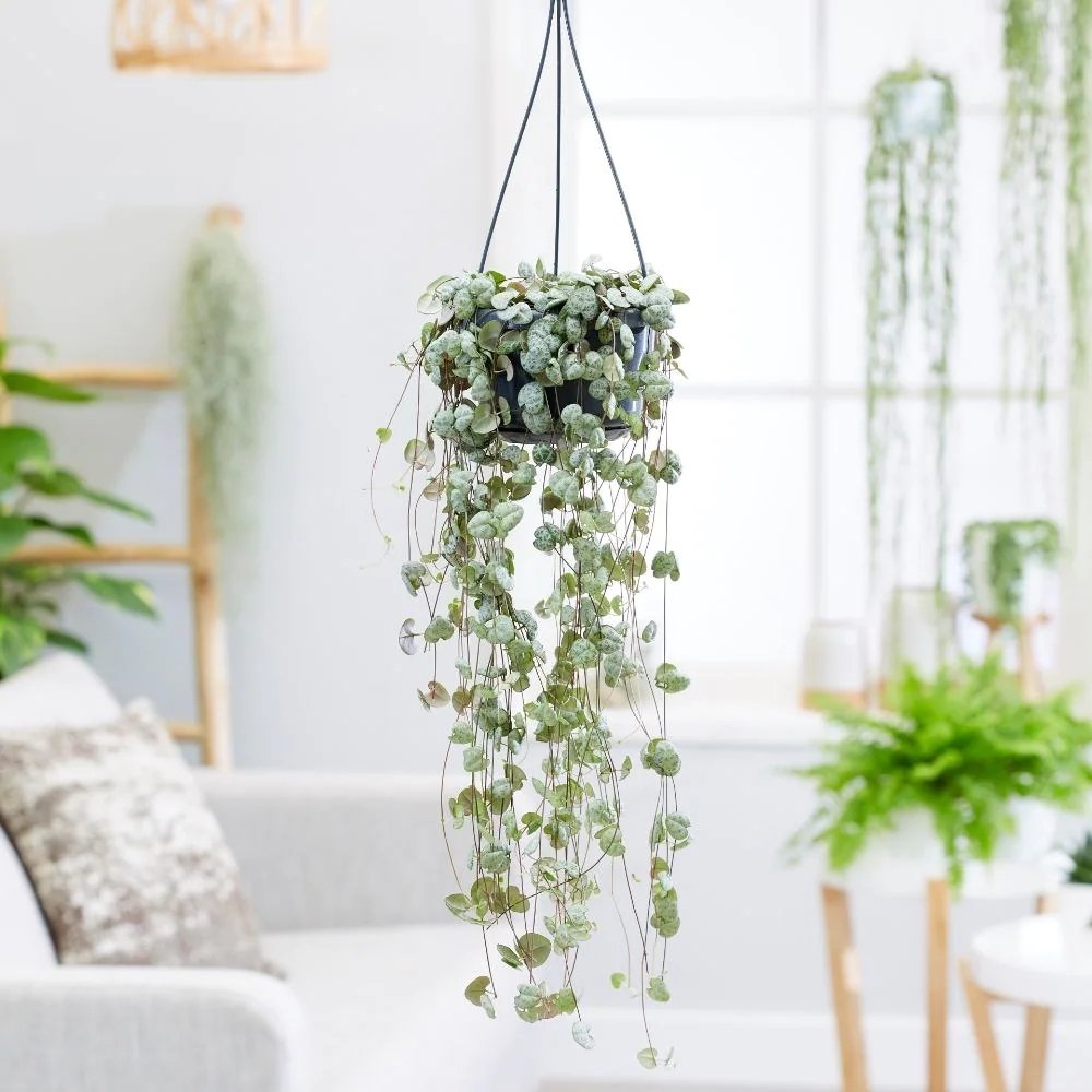 Lantul Inimilor (Ceropegia Woodii), frunze in forma de inima, verde-argintii, suport de agatat