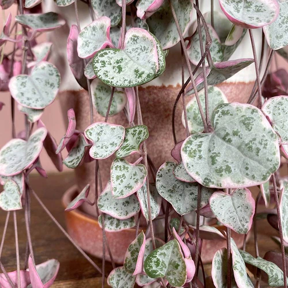 Lantul Inimilor Tricolor (Ceropegia Woodii) Variegata, Lantul Inimilor (Ceropegia Woodii), frunze in forma de inima, roz-verde-argintii, suport de agatat