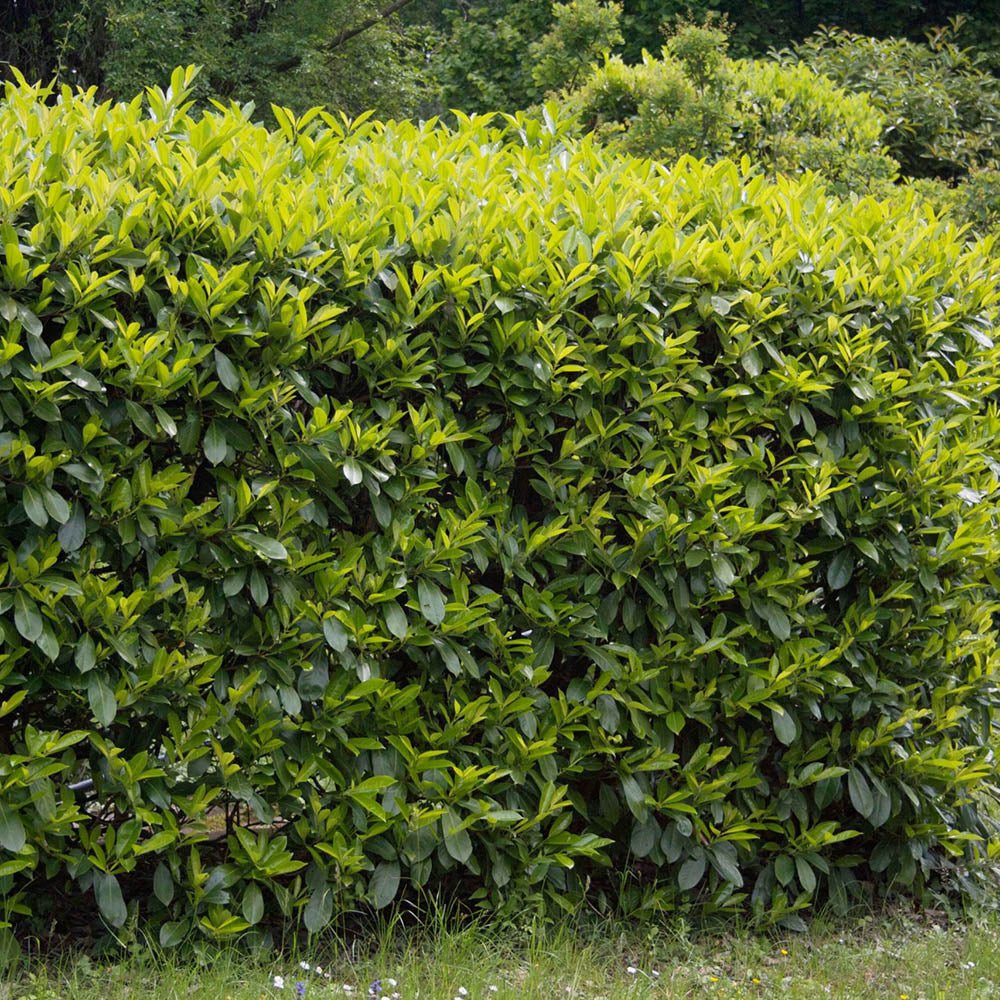 Laur Englezesc Vesnic Verde Caucasica (Laurocires), Gard Viu cu Flori parfumate