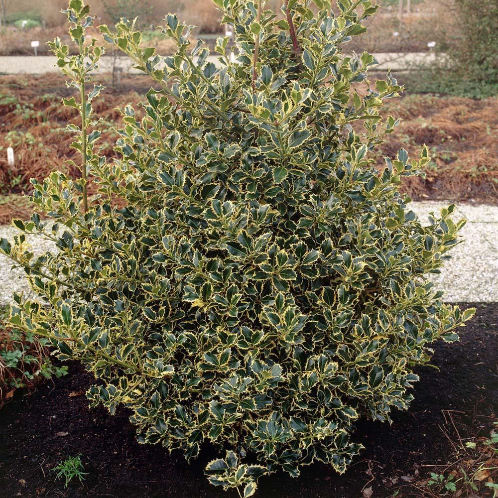 Laur Japonez Vesnic Verde Argentea Marginata, Gard Viu Rezistent La Inghet