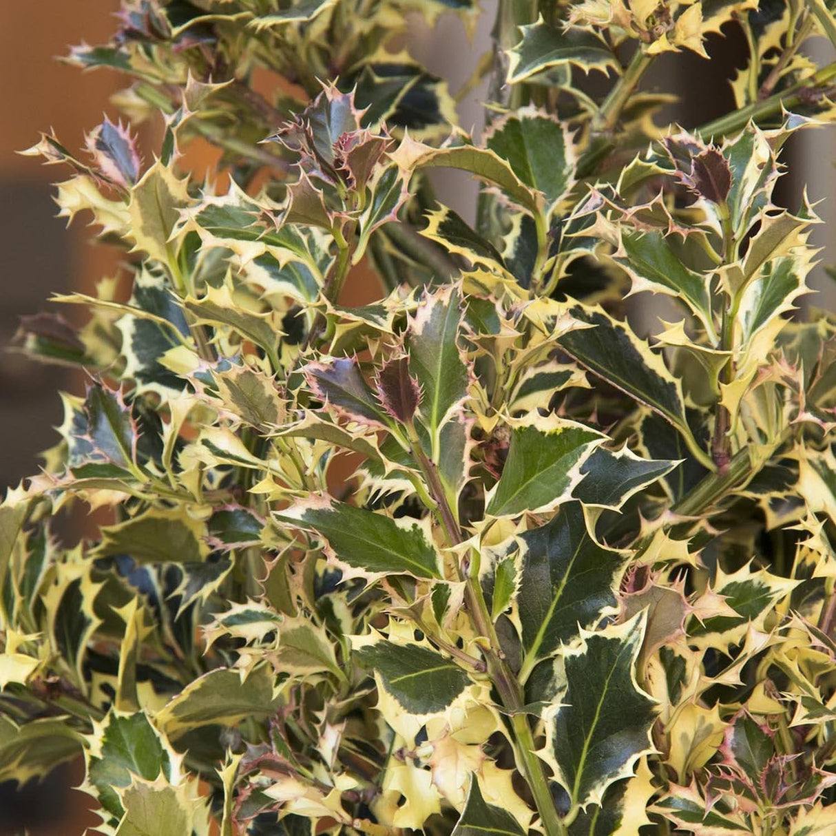 Laur Japonez Vesnic Verde Argentea Marginata, Gard Viu Rezistent La Inghet