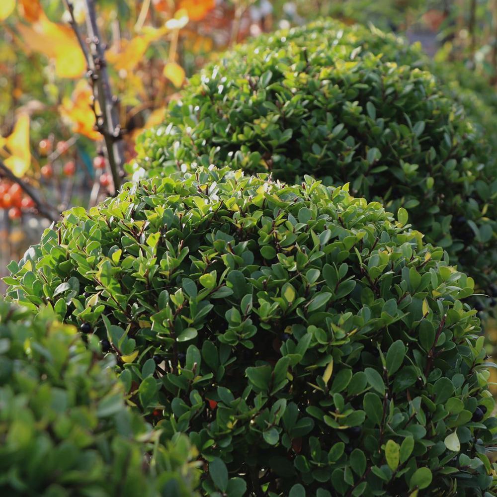 Laur Japonez Vesnic Verde Convexa Rotund (Ilex), Gard Viu Rezistent La Inghet