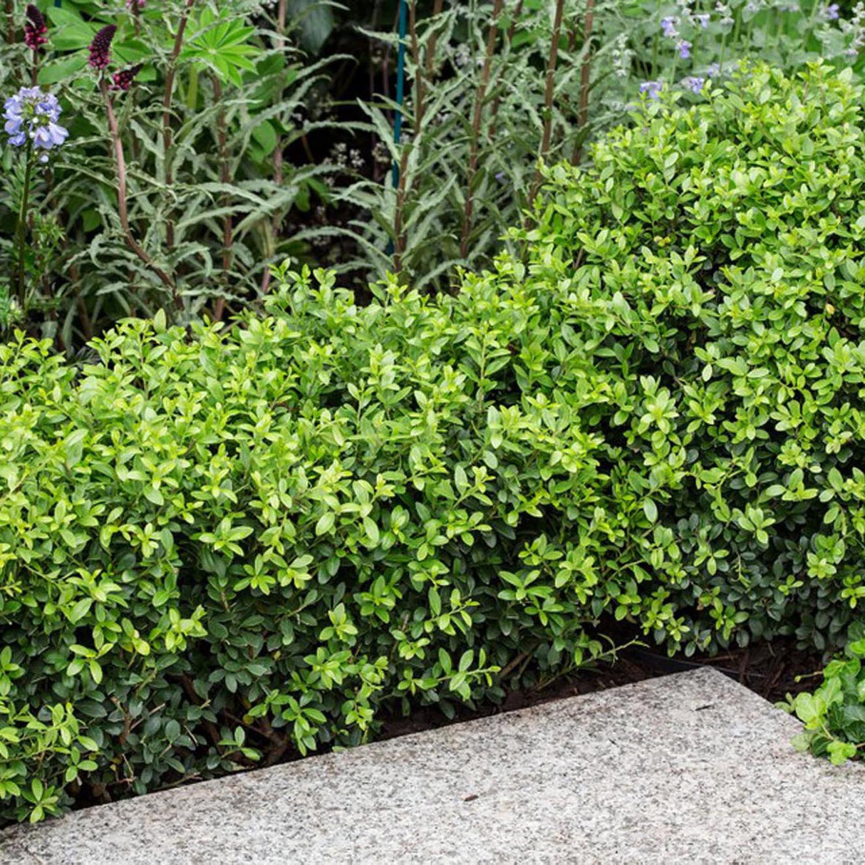 Laur Japonez Vesnic Verde Dark Green (Ilex), Gard Viu Rezistent la Inghet