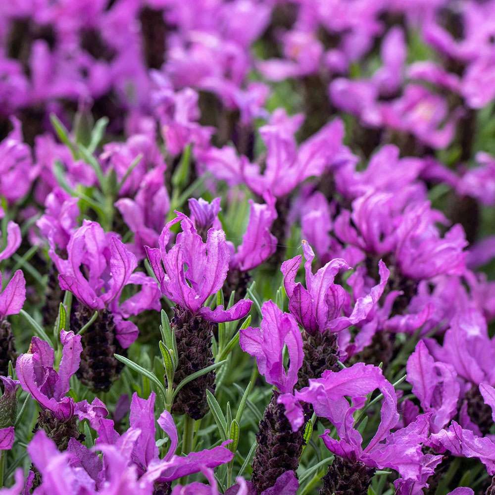 Lavanda Spaniola Stoechas, cu flori violet-intens
