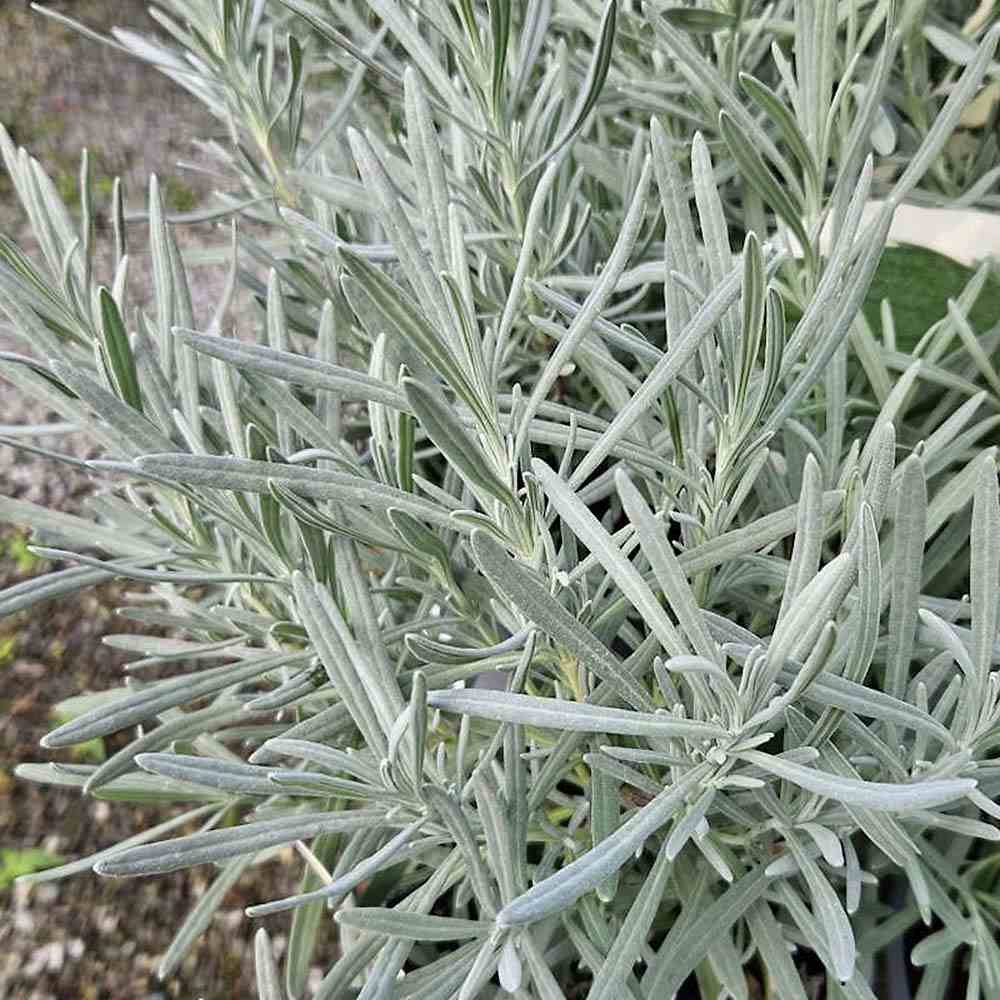 Lavanda Englezeasca Hidcote Blue pe tulpina, cu flori albastre-mov si parfum seducator