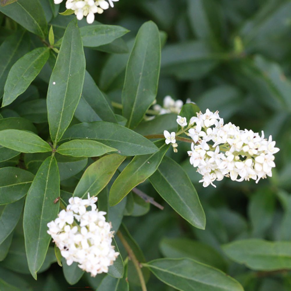 Lemn Cainesc cu frunza mica (Ligustrum Vulgare)
