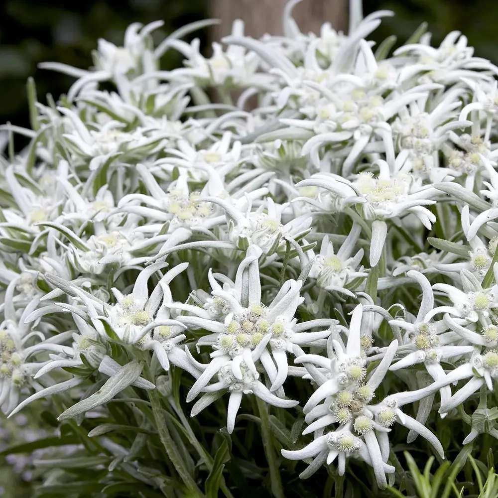 Floarea-de-colt (Leontopodium alpinum), cu flori albe, perena rezistenta decorativa pentru stanca