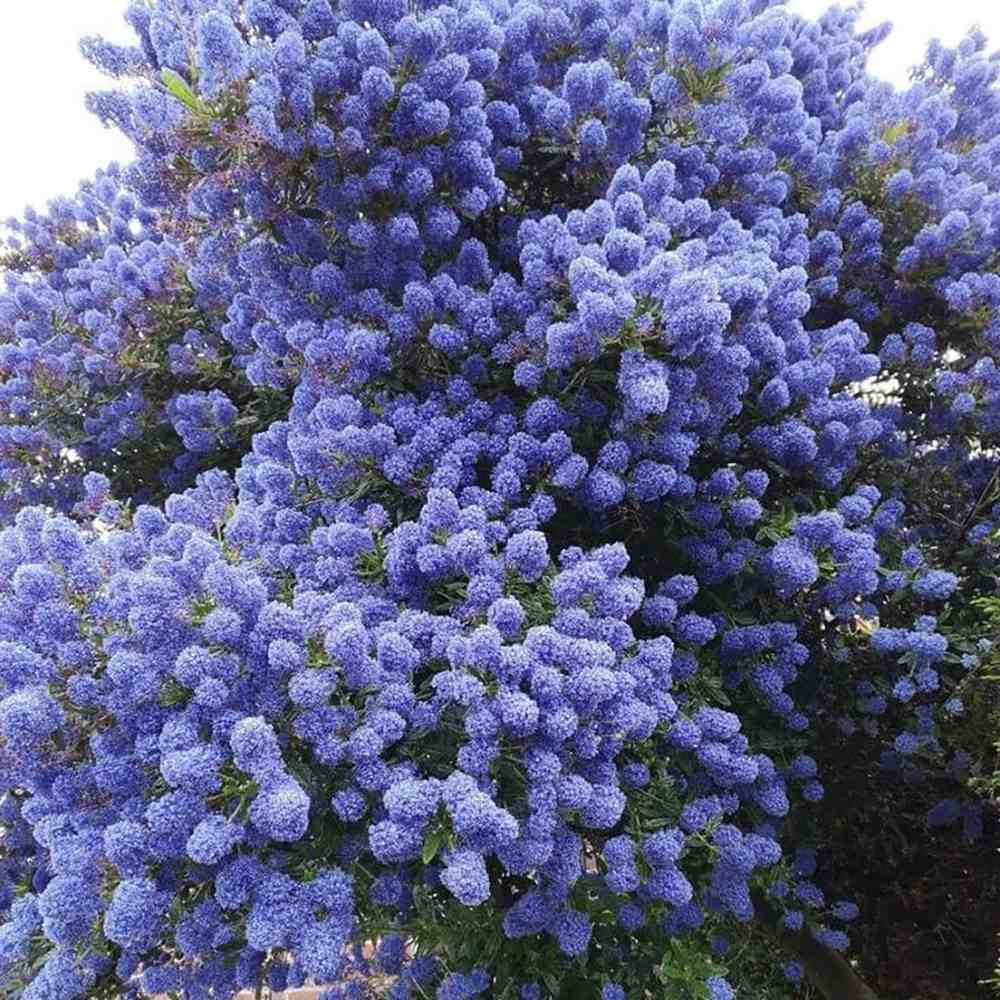 Liliac Californian Tip Copac Repens (Ceanothus Thyrsiflorus), cu flori albastre, vesnic verde