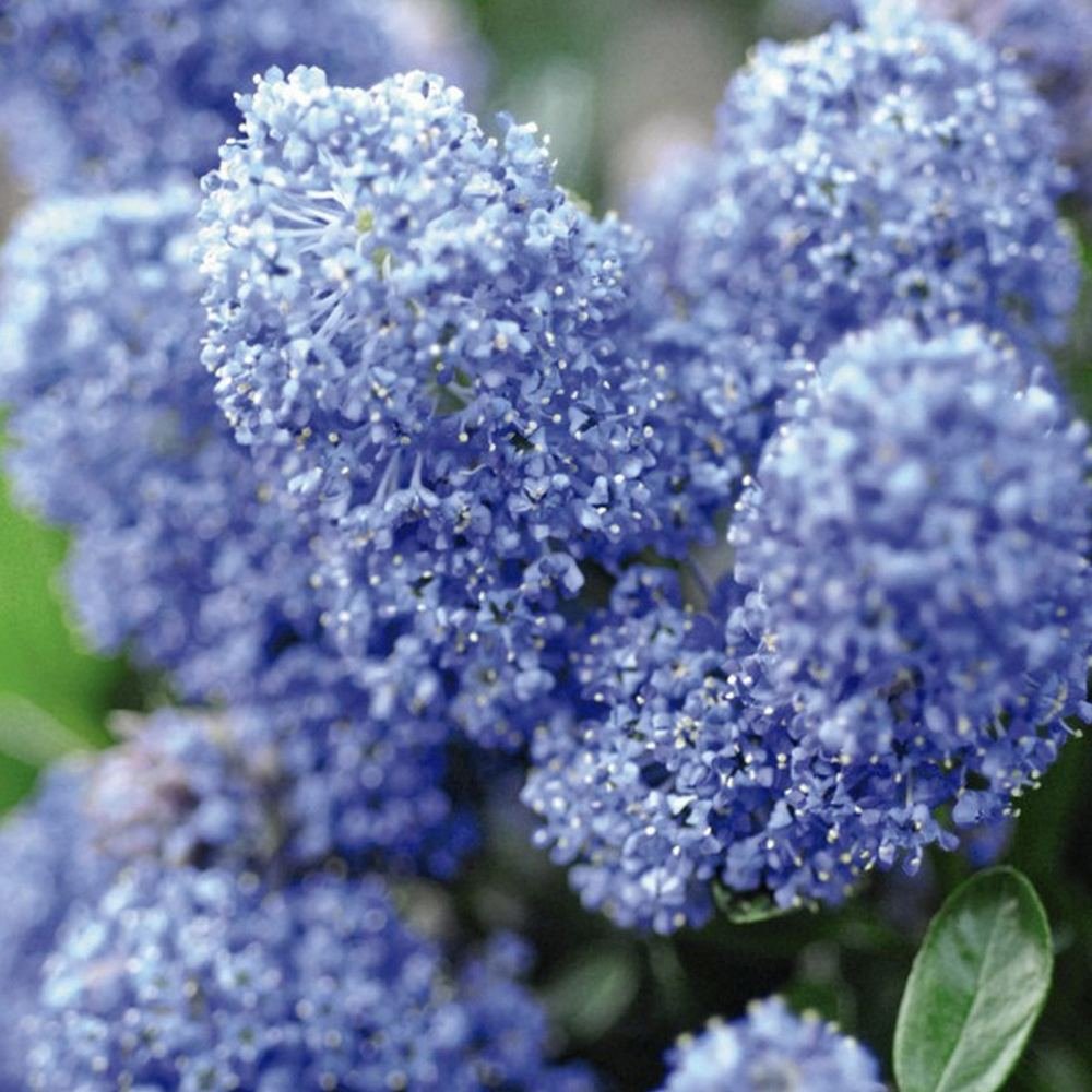 Liliac Californian Tip Copac Repens (Ceanothus Thyrsiflorus), cu flori albastre, vesnic verde