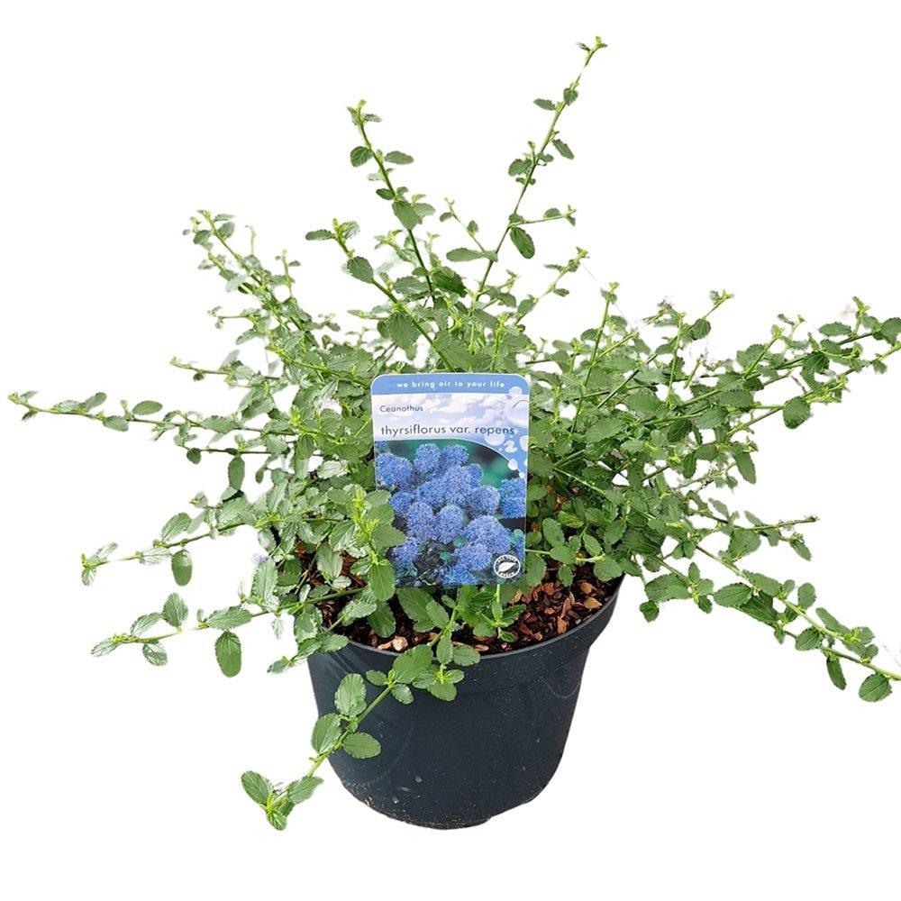 Liliac albastru californian vesnic verde (Ceanothus Thyrsiflorus Repens)