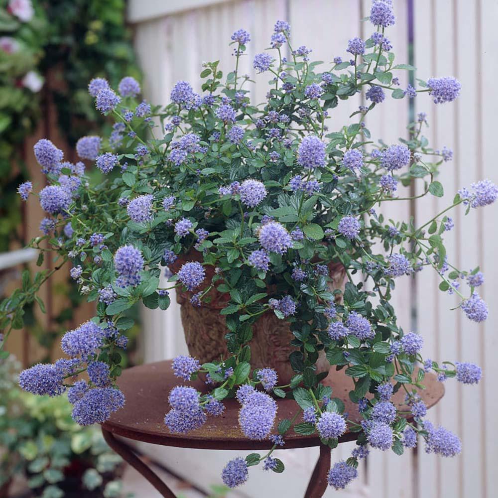 Liliac albastru californian vesnic verde (Ceanothus Thyrsiflorus Repens)