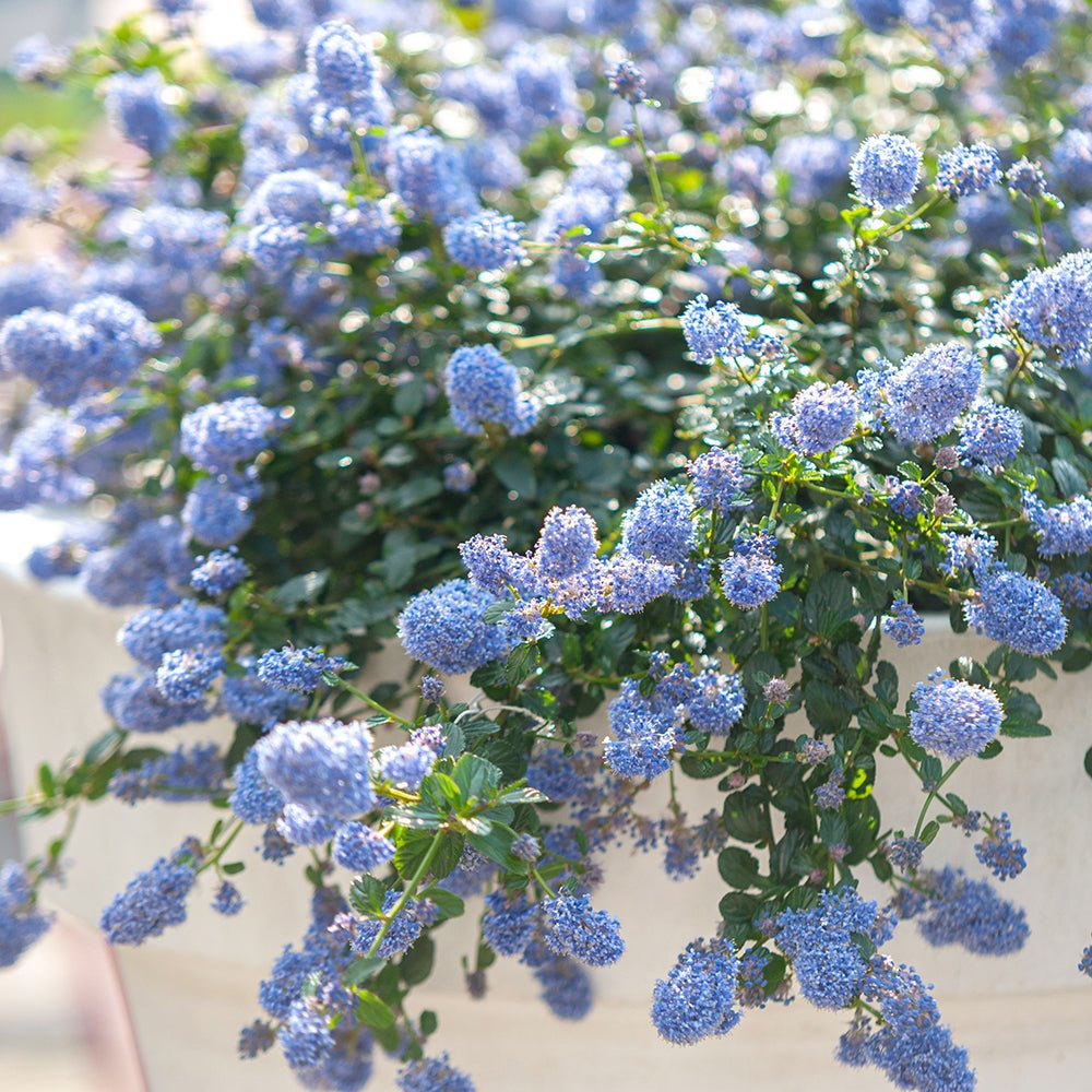 Liliac albastru californian vesnic verde (Ceanothus Thyrsiflorus Repens)