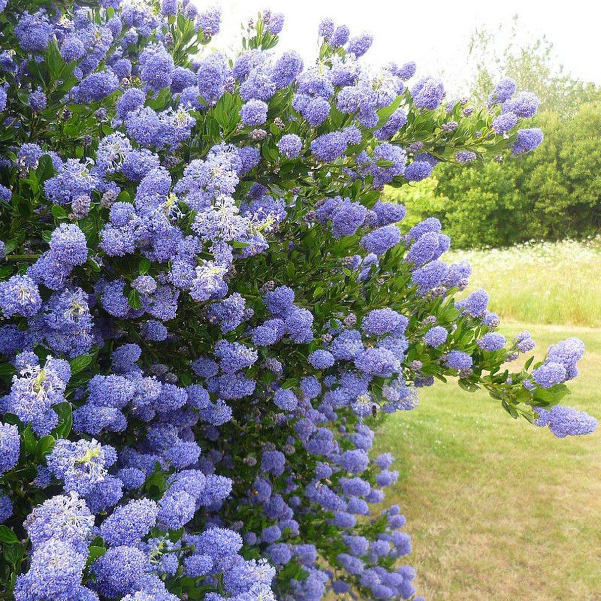Liliac albastru californian vesnic verde Santa Barbara Victoria (Ceanothus Impressus)