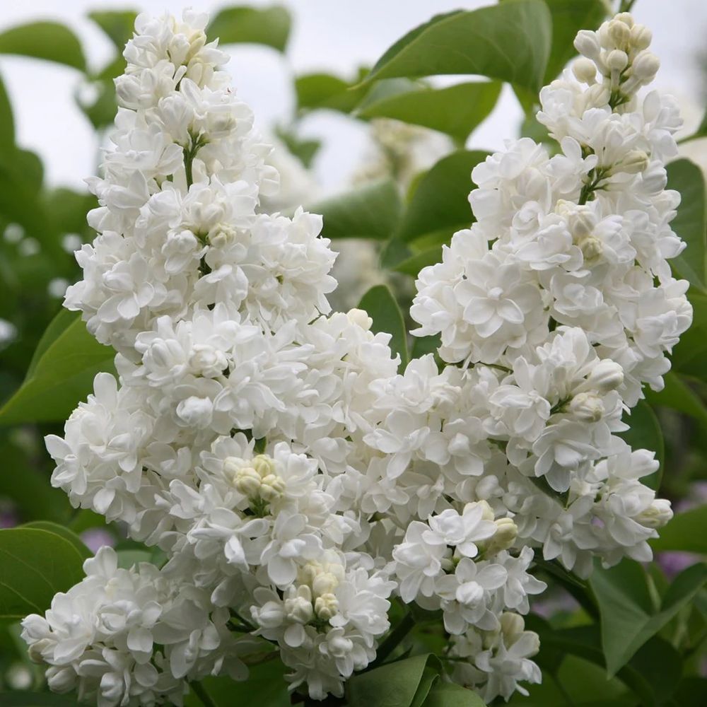 Liliac (Syringa) Copac Madame Lemoine, cu flori albe
