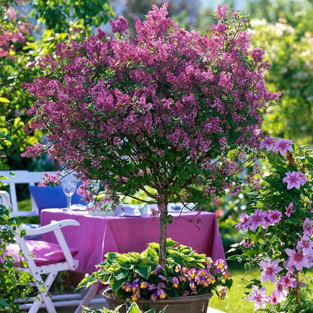 Liliac (Syringa) Copac Pink Perfume, cu Flori roz-pal