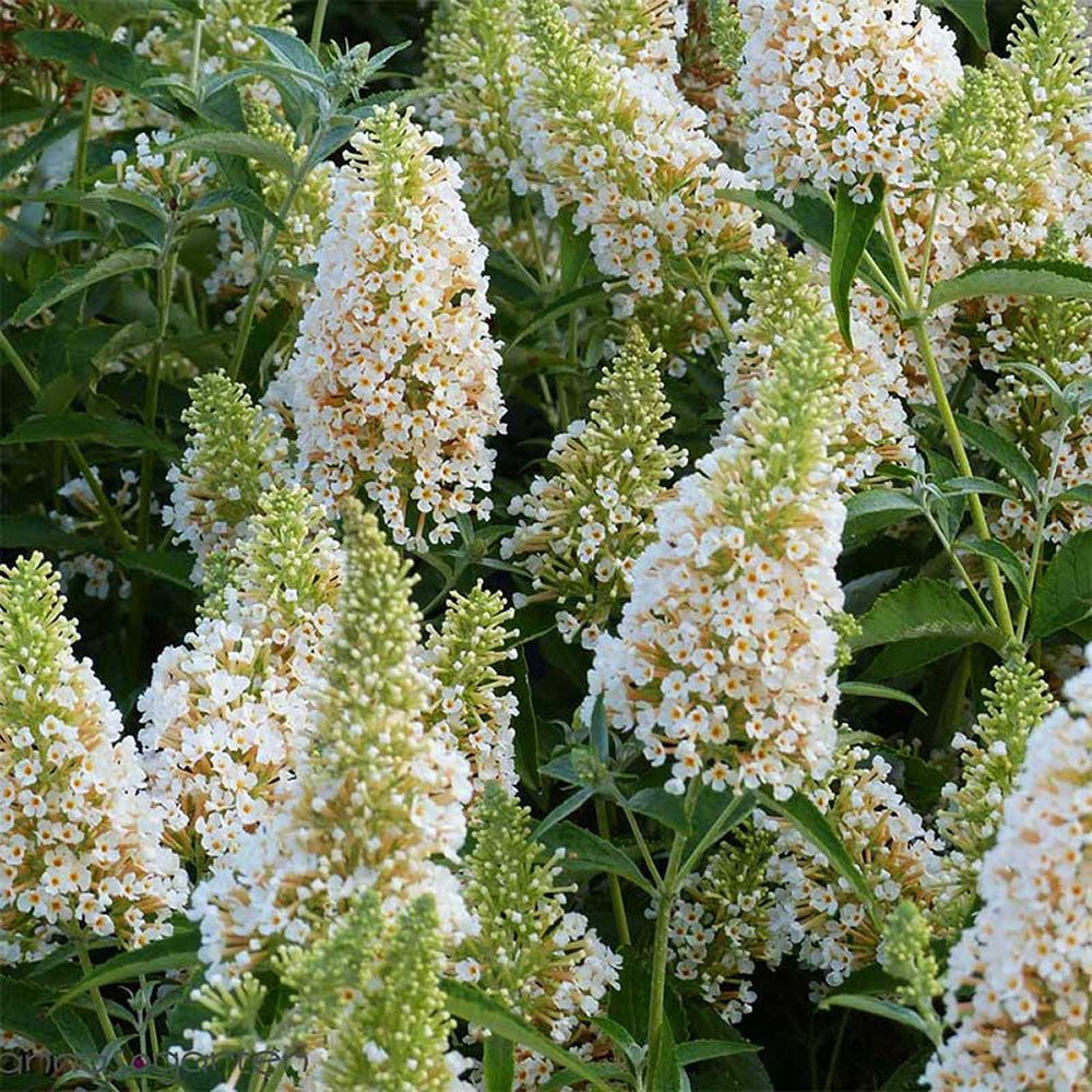 Liliac de vara alb Buzz Ivory (Buddleja)
