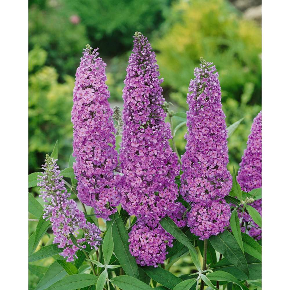 Liliac de vara Ile de France, cu flori mov si parfumate