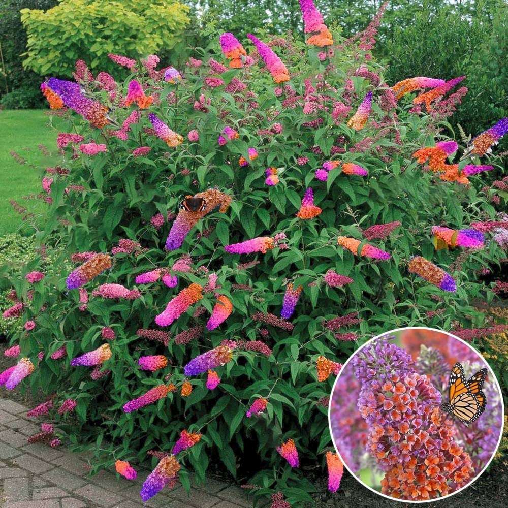 Liliac de Vara portocaliu - roz si mugurii albastri Flower Power (Buddleja)