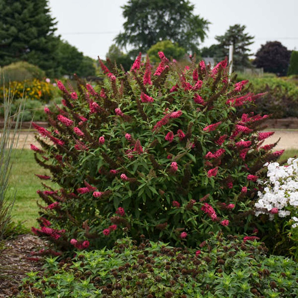 Liliac de vara rosu-purpuriu Buzz Velvet (Buddleja)