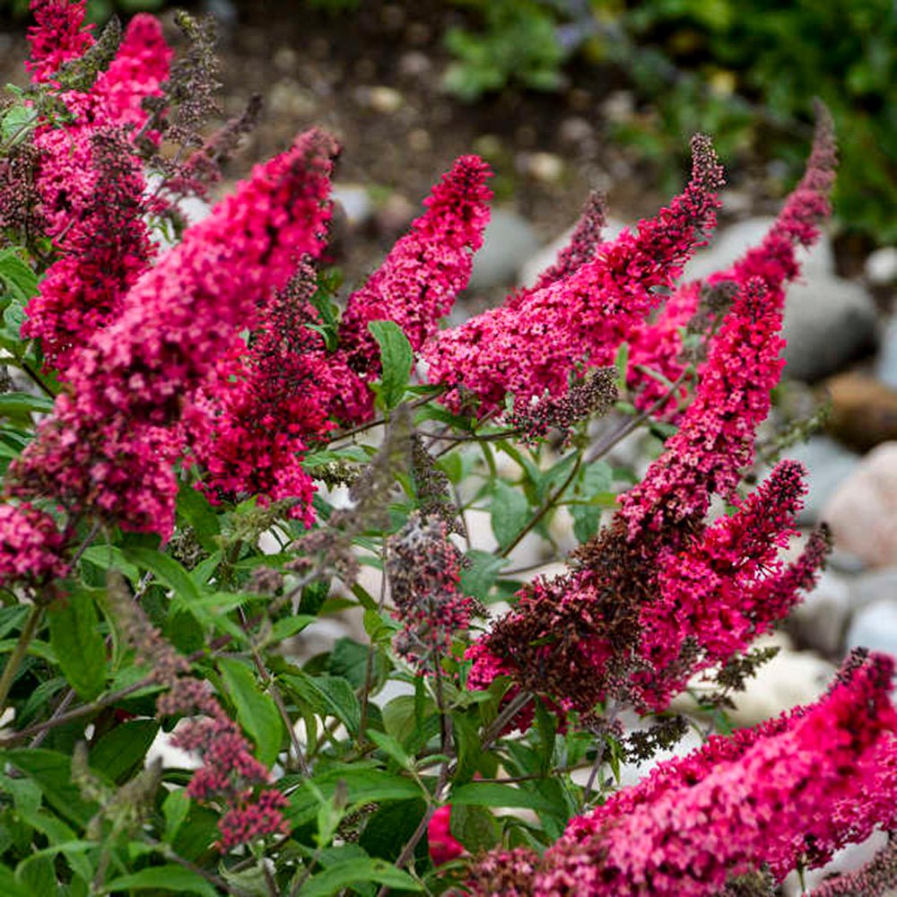 Liliac de vara rosu-purpuriu Buzz Velvet (Buddleja)