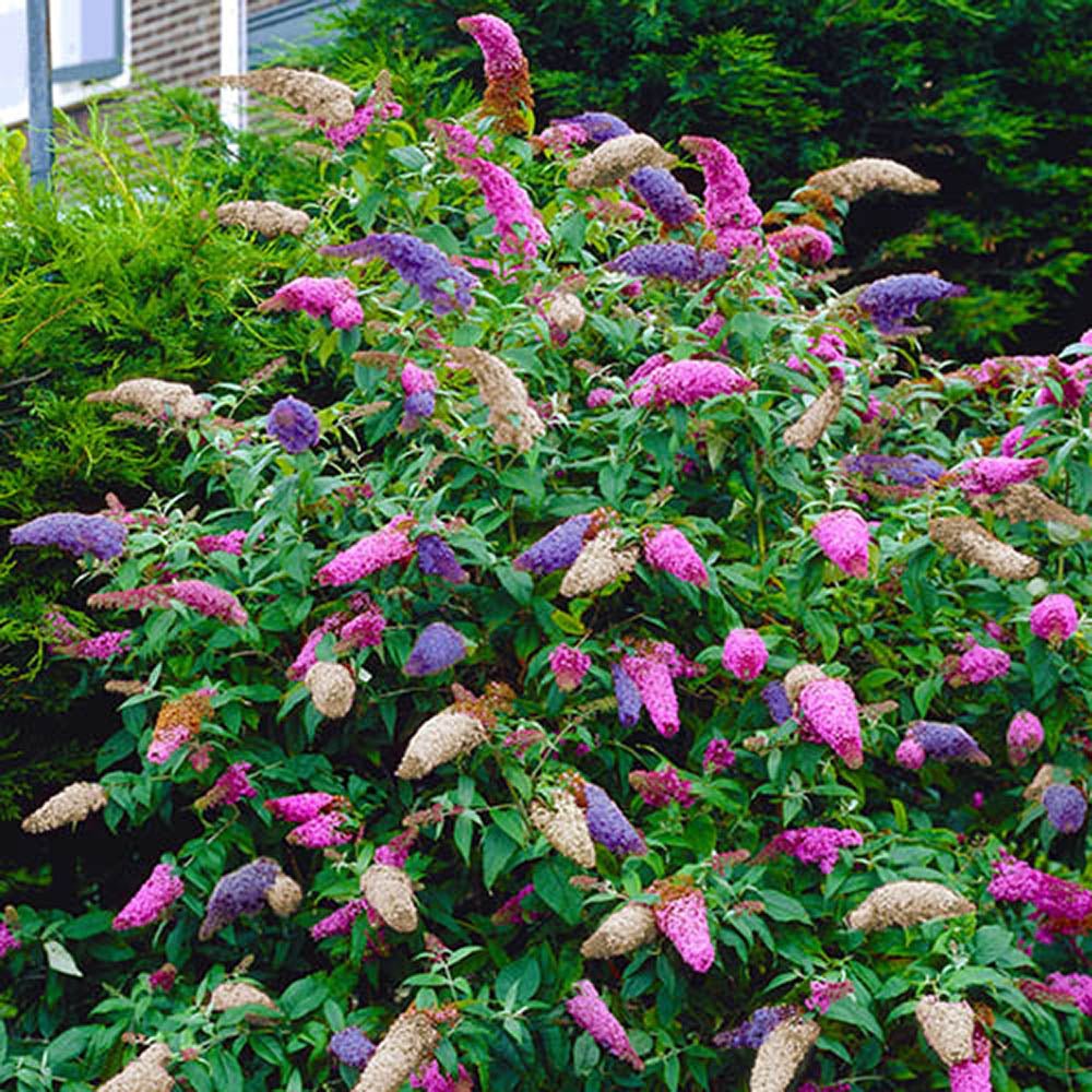 Liliac de Vara Tricolor- Parfum dulce (Buddleja)