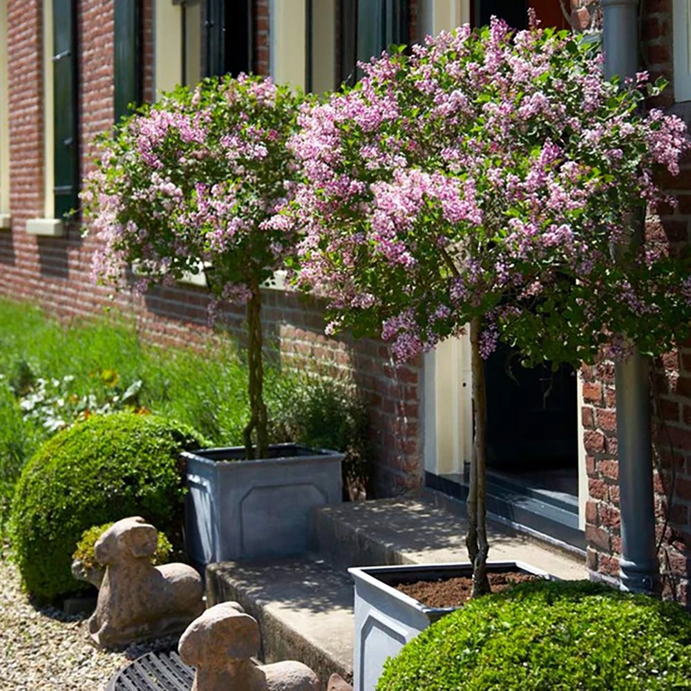 Liliac (Syringa) Copac Superba, cu flori roz intens