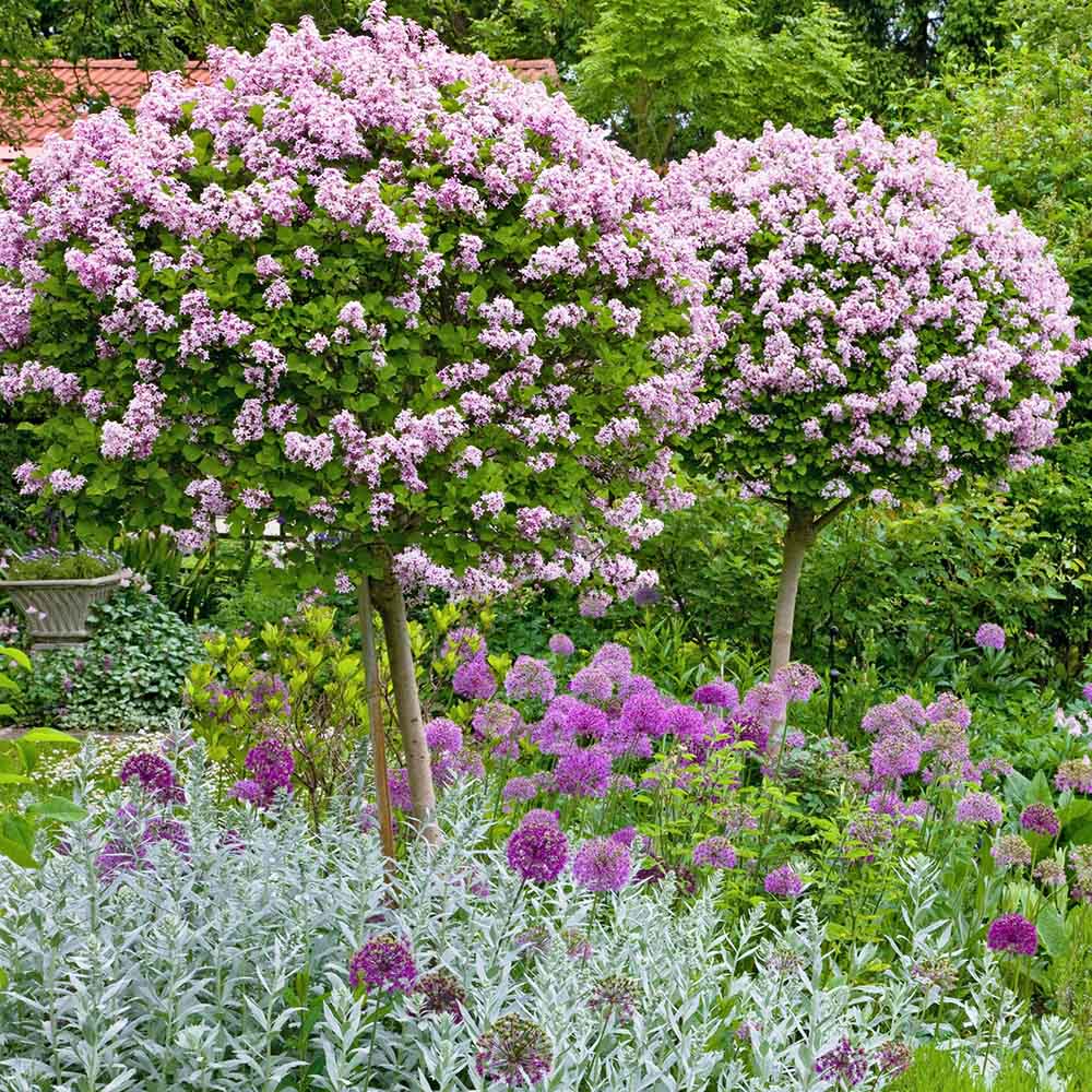 Liliac (Syringa) Copac Superba, cu flori roz intens