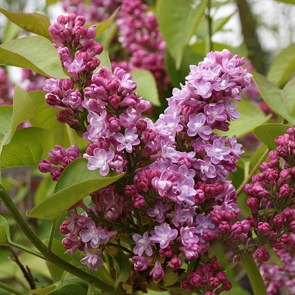 Liliac (Syringa) Belle de Nancy, cu Flori roz-pal-violet