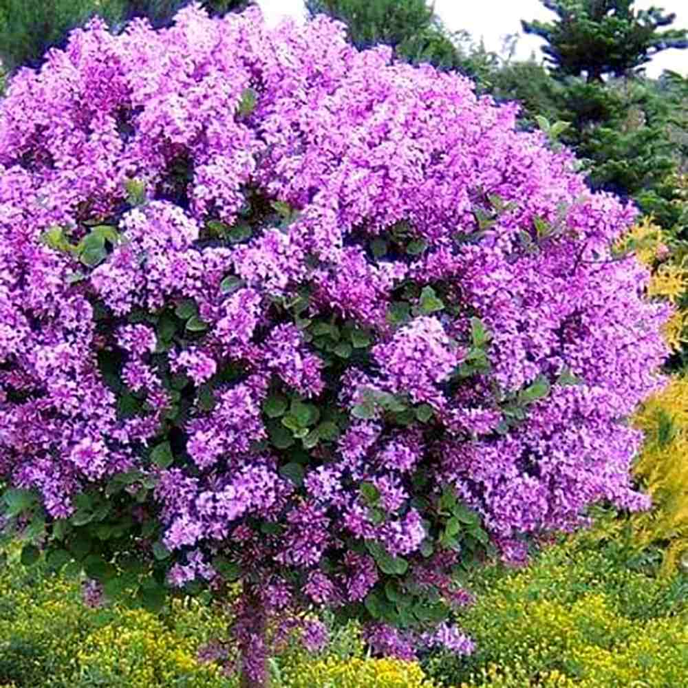 Orgona (Syringa) Sötétlila fa, sötétlila virágokkal és ismételt virágzással