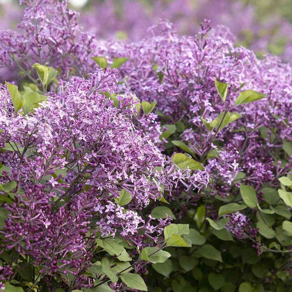 Orgona (Syringa) Sötétlila fa, sötétlila virágokkal és ismételt virágzással