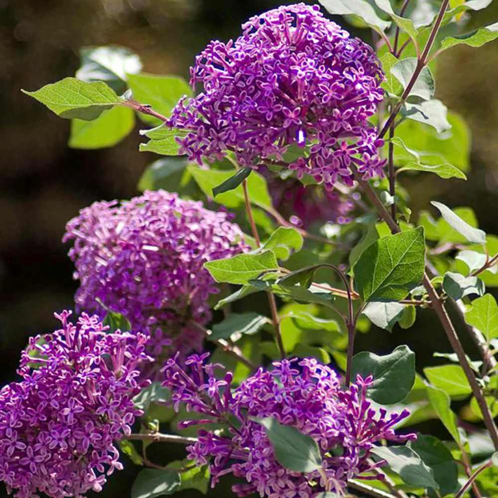 Orgona (Syringa) Sötétlila fa, sötétlila virágokkal és ismételt virágzással