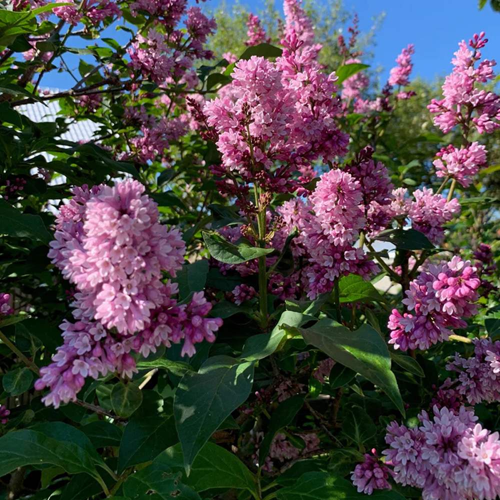 Magyar orgona (Syringa josikaea) – illatos, lila nyári virágzású fa