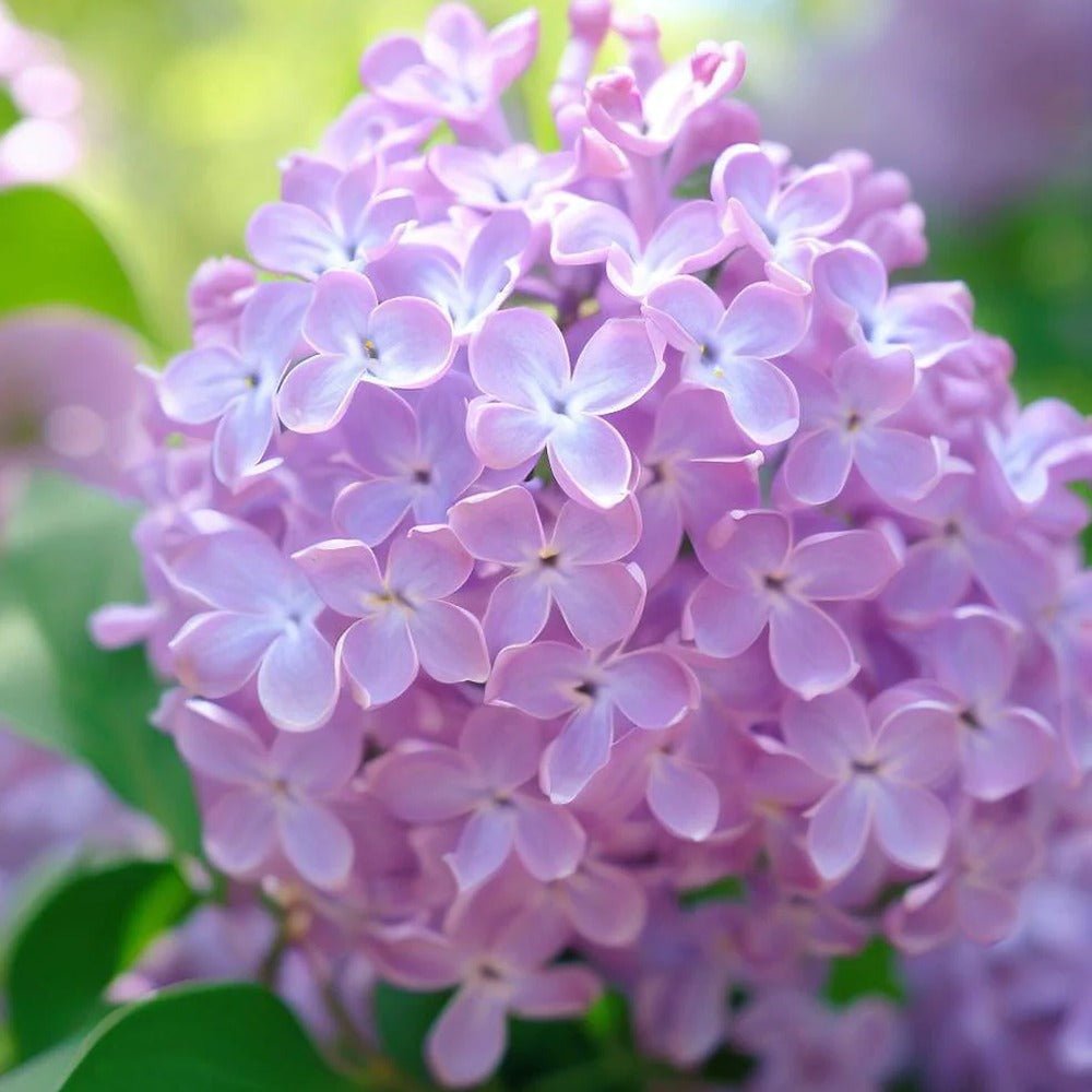 Magyar orgona (Syringa josikaea) – illatos, lila nyári virágzású fa