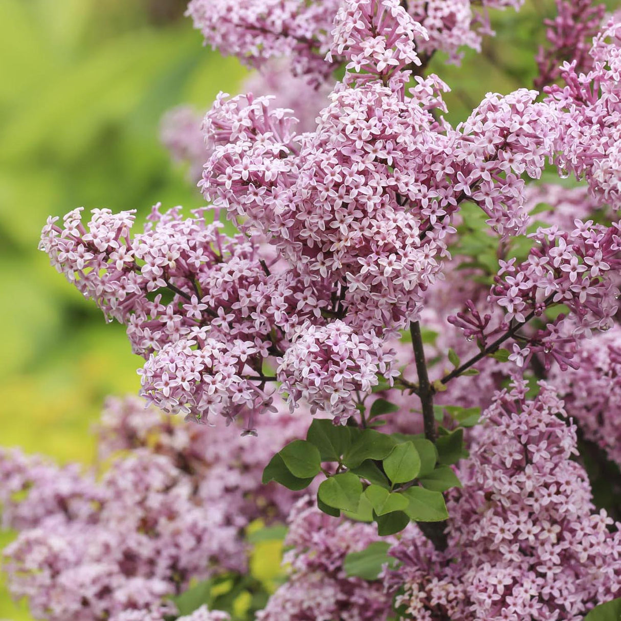 Liliac roz-deschis corean Palibin (Syringa)