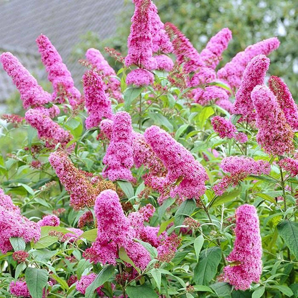 Liliacul de Vara Pink Delight (Buddleja)