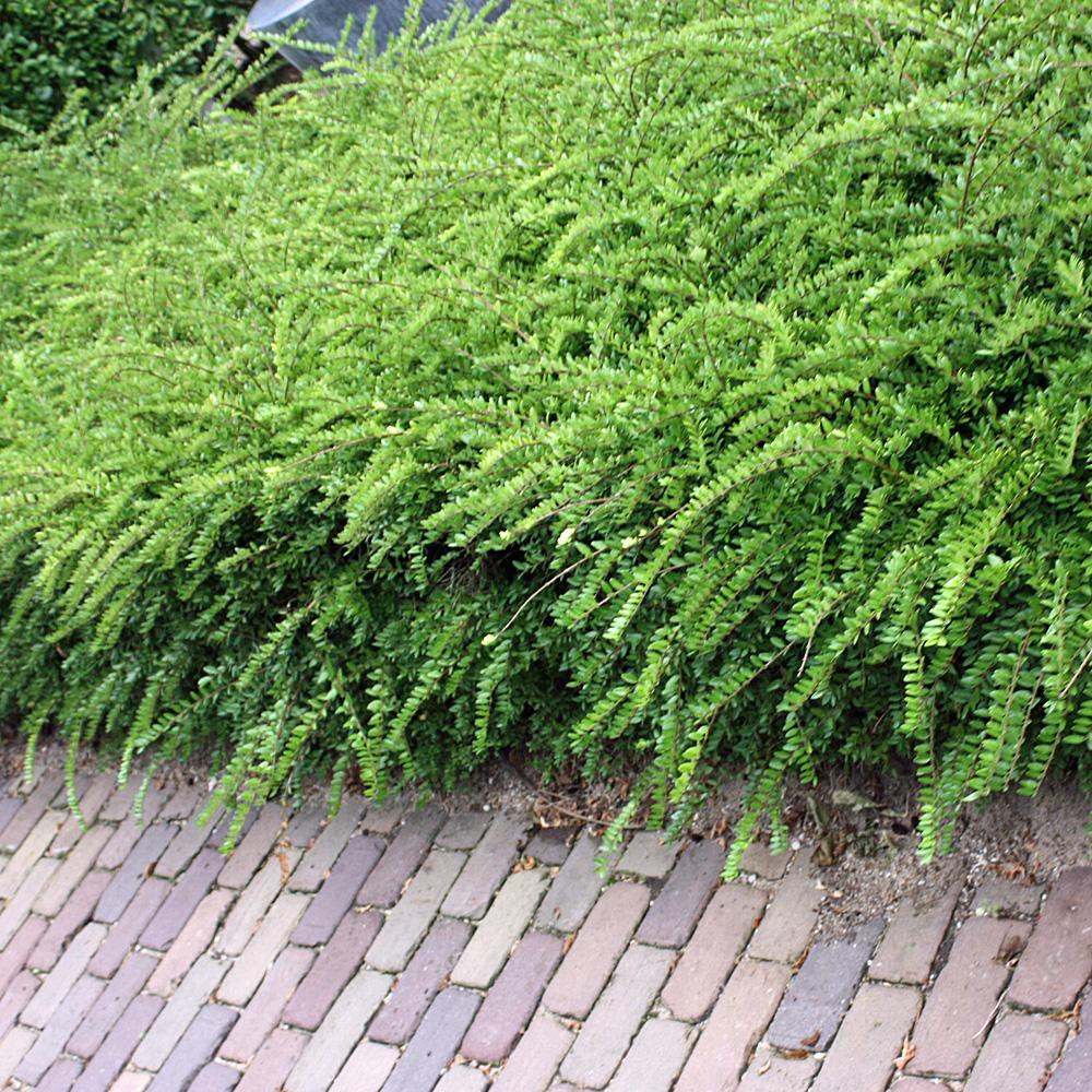 Lonicera Maigrun