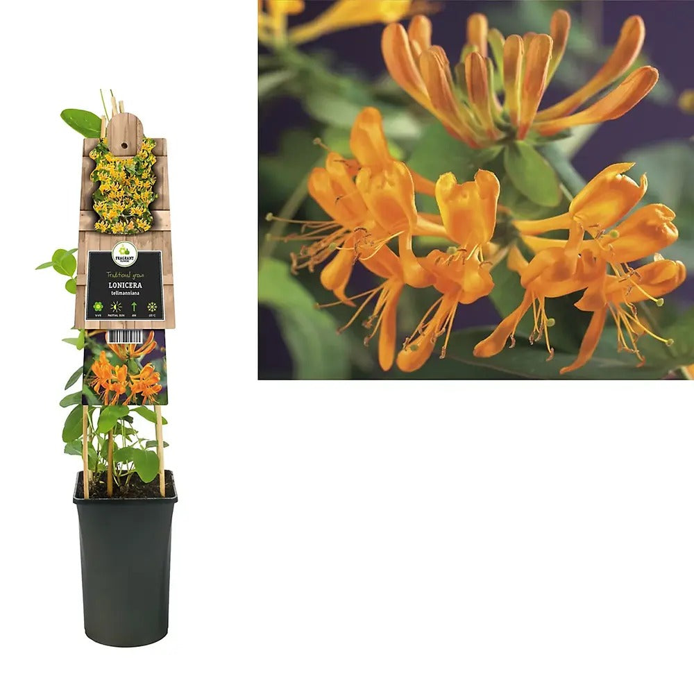 Mana Maicii Domnului/Caprifoi (Lonicera) Tellmaniana, flori portocalii, parfumate, planta cataratoare, crestere rapida